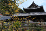 萬福寺中和園のサンシュユ
