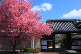 長徳寺 オカメ桜と山門