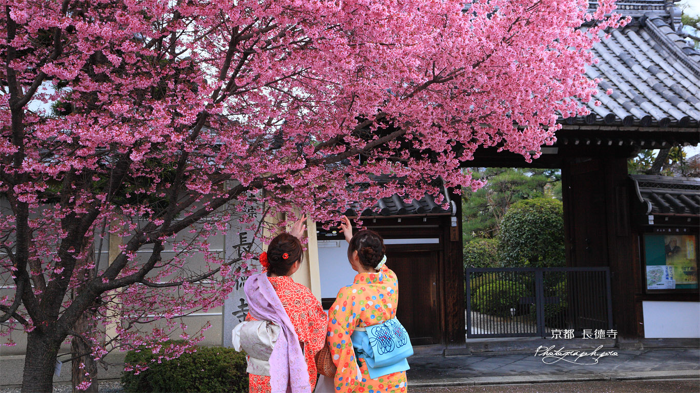 長徳寺 阿亀桜と花見美人 壁紙