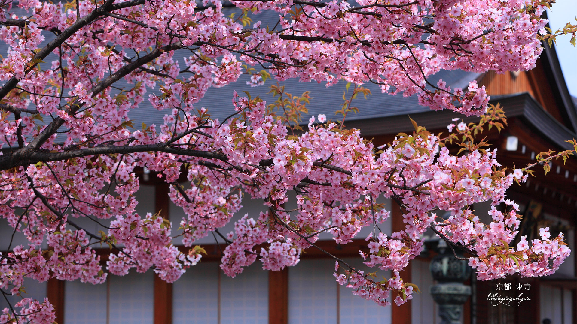 東寺の河津桜と大日堂