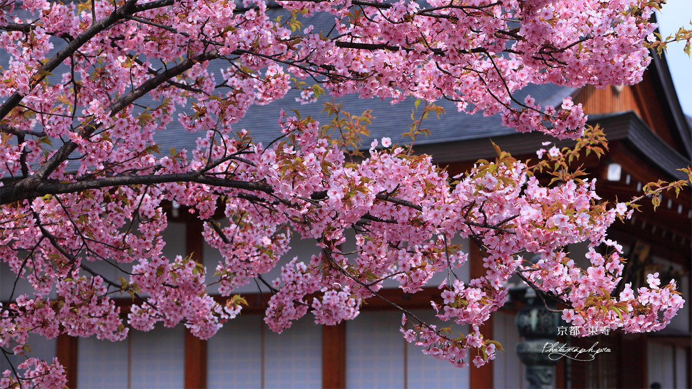 東寺の河津桜と大日堂 壁紙