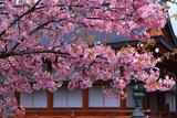 東寺の河津桜と大日堂