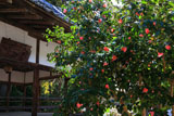 京都平岡八幡宮 ツバキと拝殿