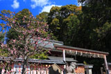 京都平岡八幡宮 梅と拝殿
