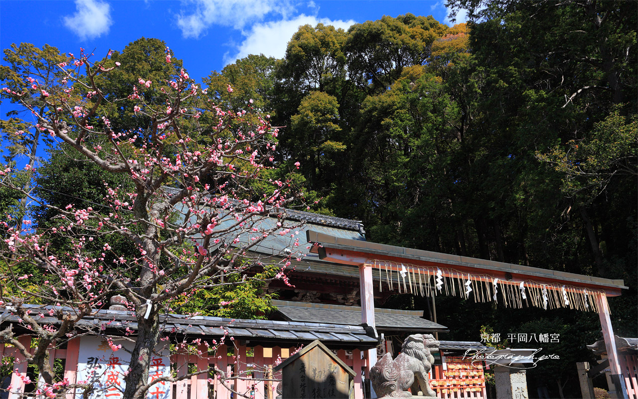 京都平岡八幡宮 梅と拝殿 壁紙