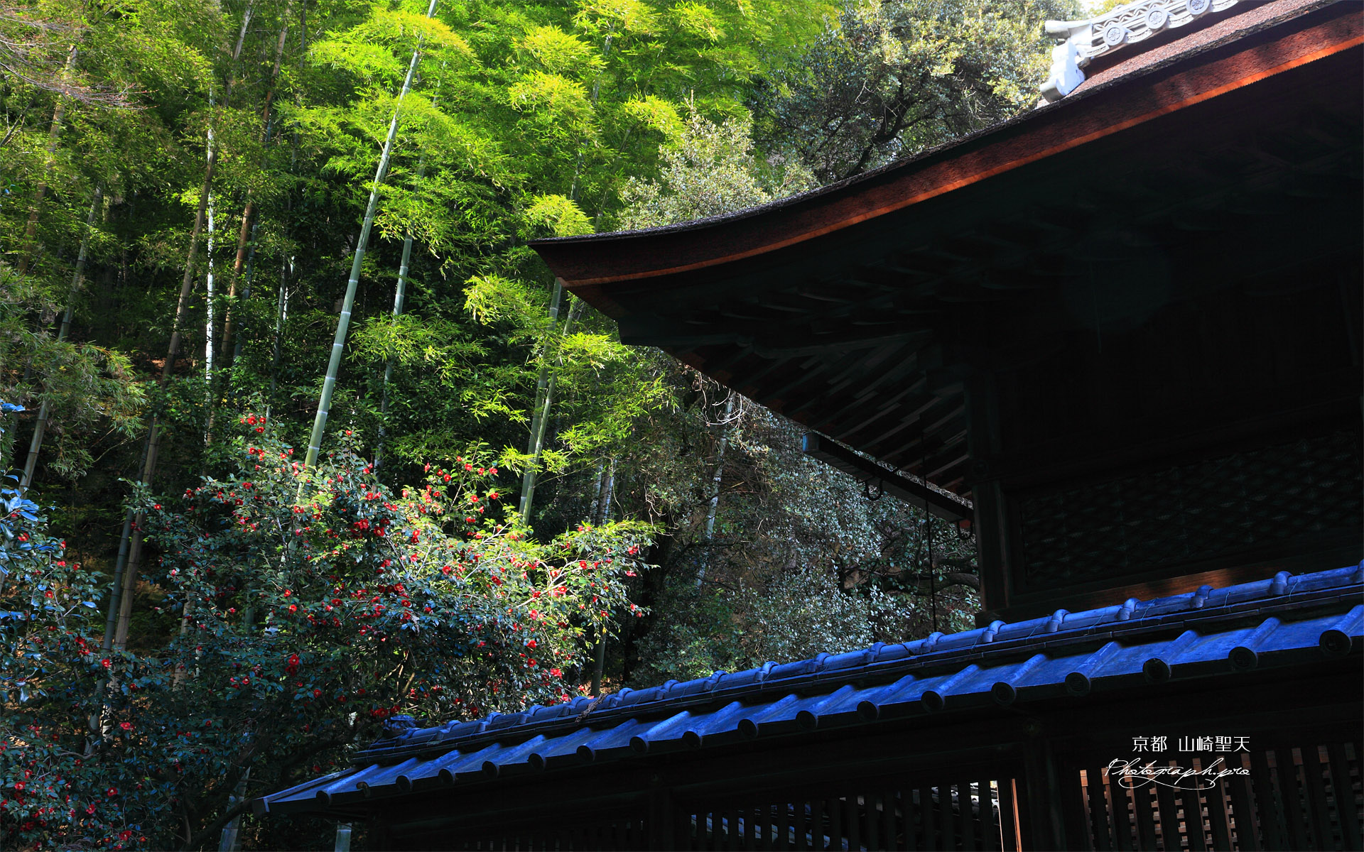 山崎聖天 聖天堂とツバキ