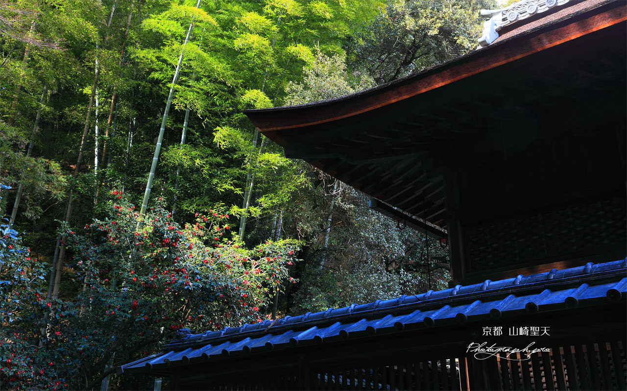 山崎聖天 聖天堂とツバキ 壁紙