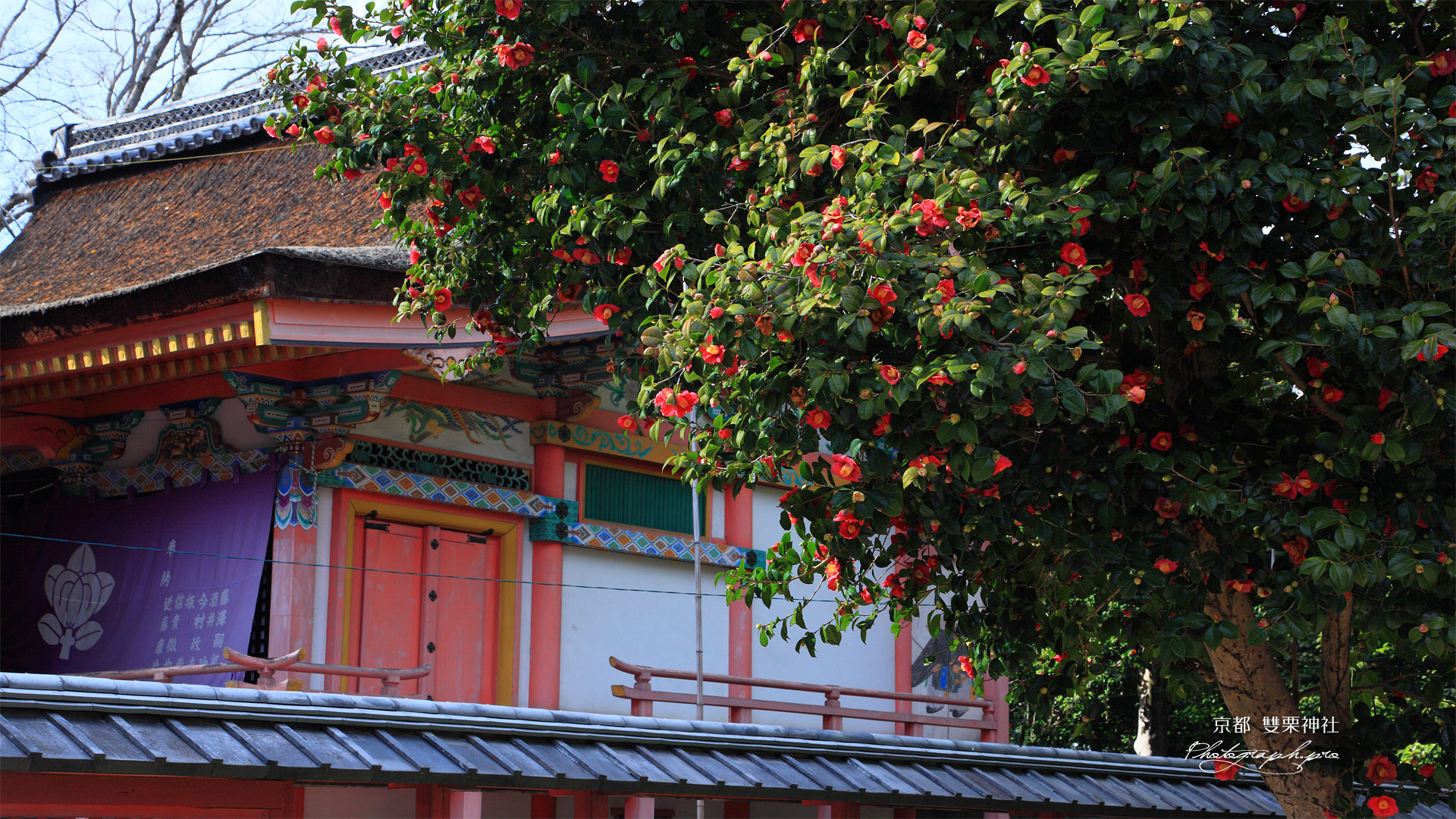 雙栗神社 ツバキと本殿