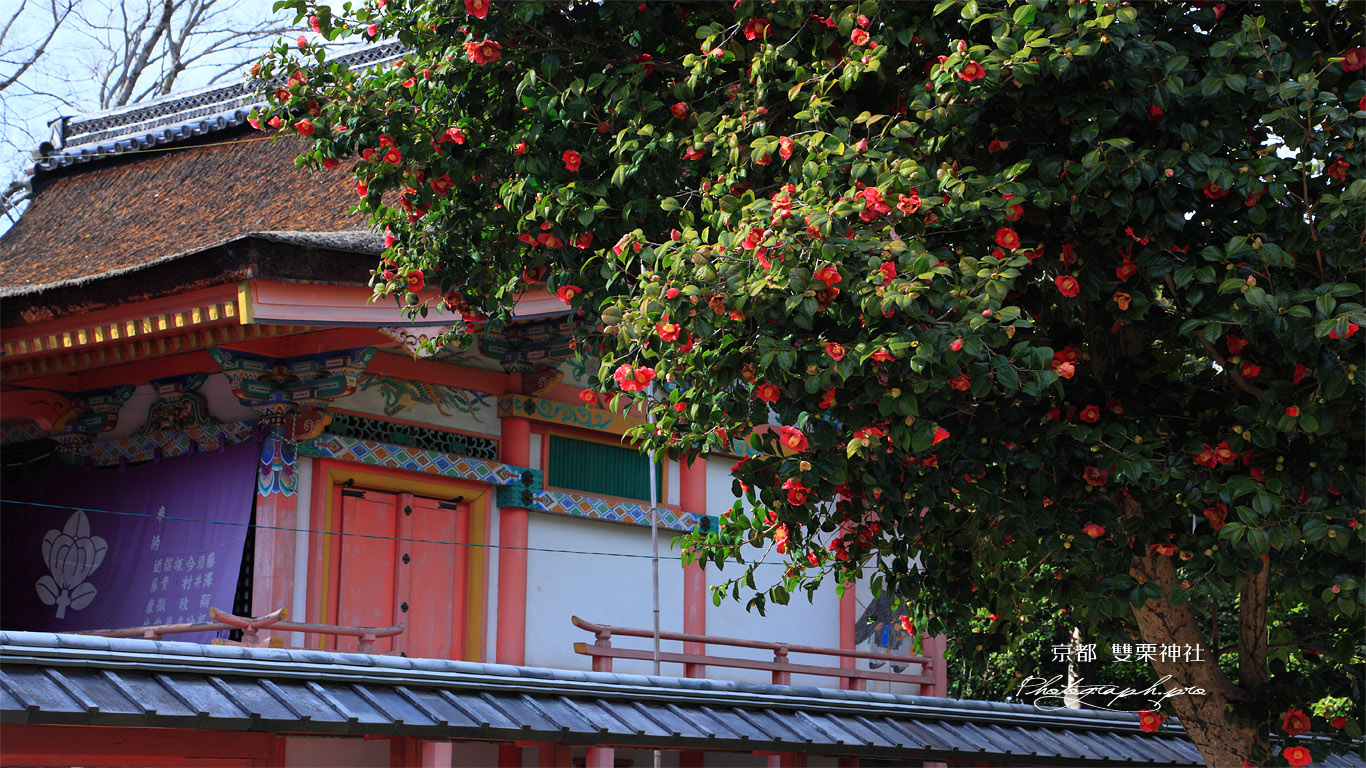 雙栗神社 ツバキと本殿 壁紙