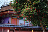 雙栗神社 ツバキと本殿