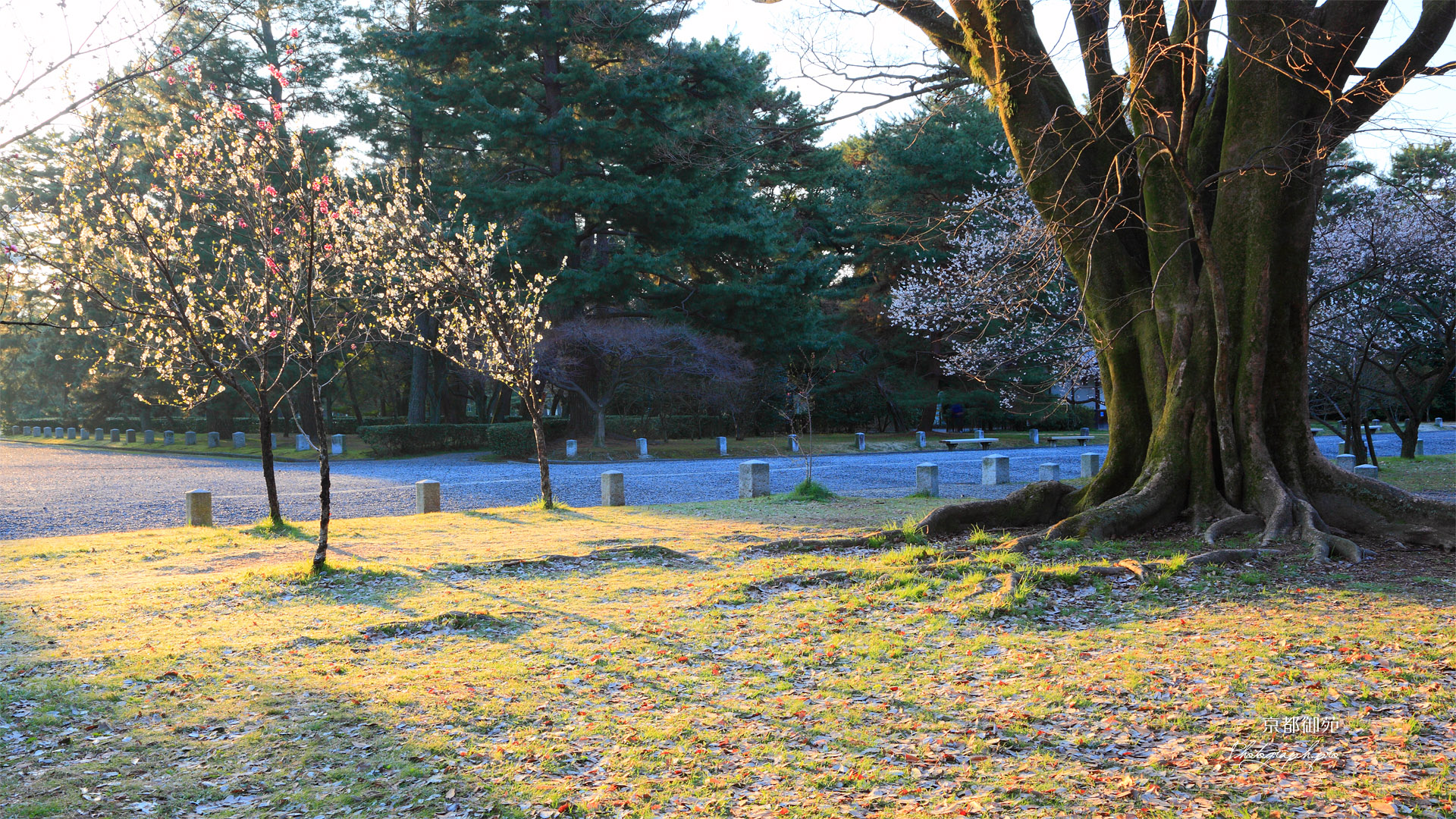 京都御苑 霜の降りた朝