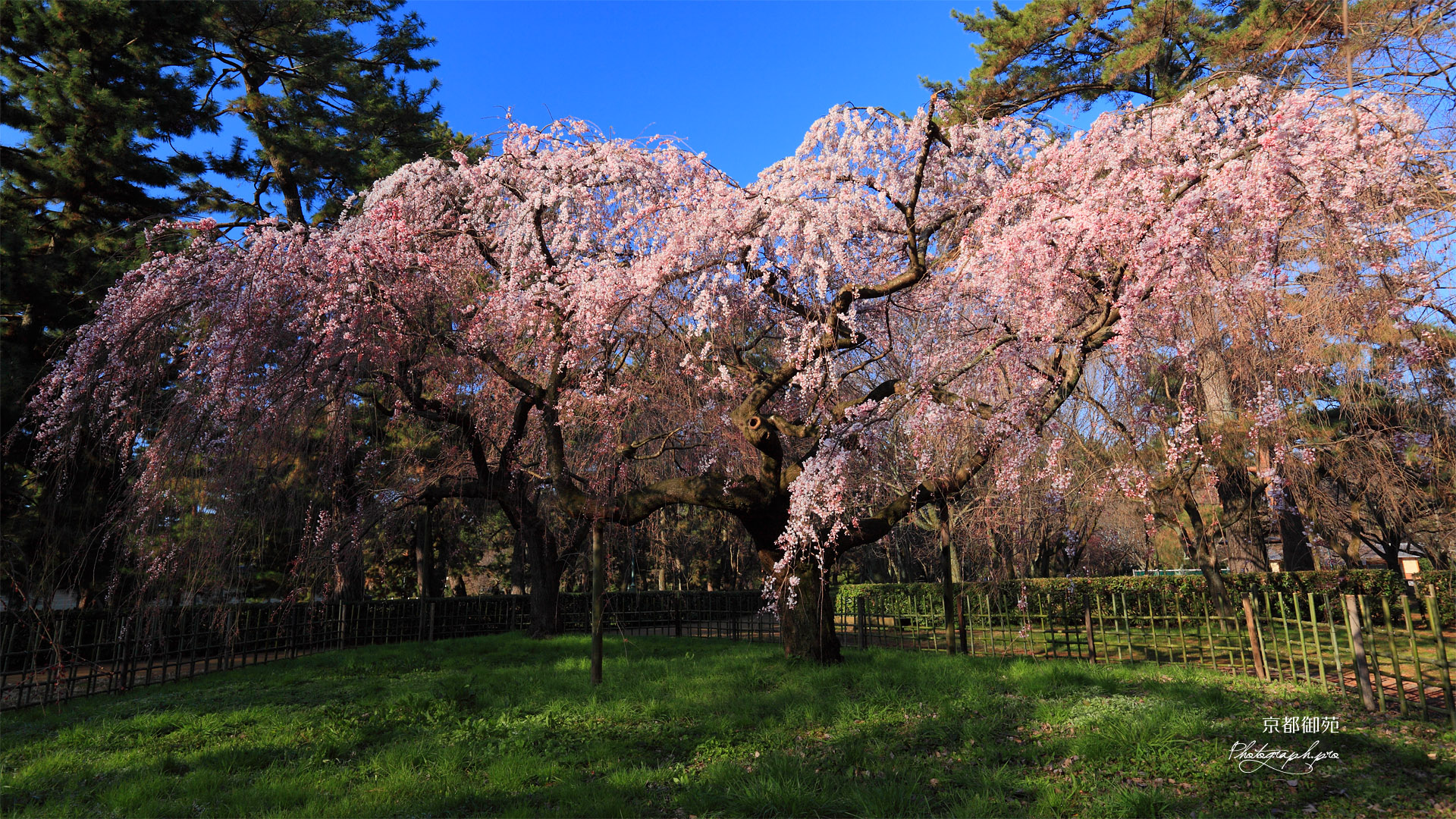京都御苑 近衛邸の糸桜