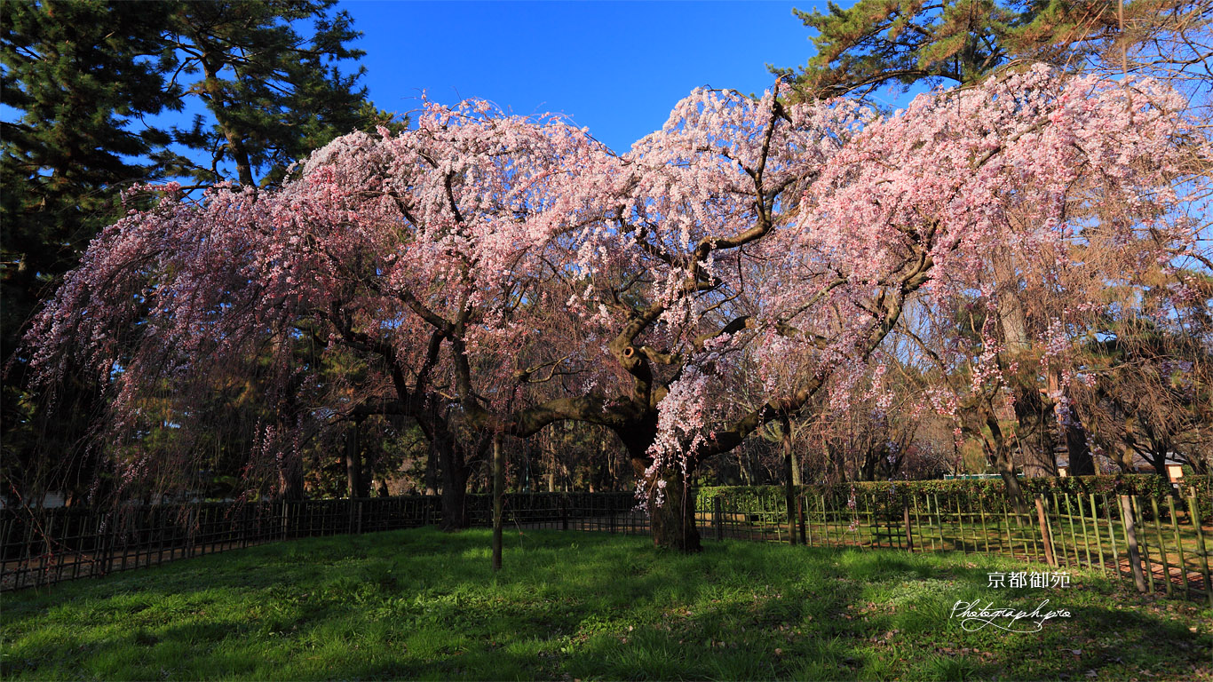 京都御苑 近衛邸の糸桜 壁紙