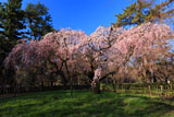 京都御苑 近衛邸の糸桜