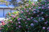 京都御苑のジンチョウゲ