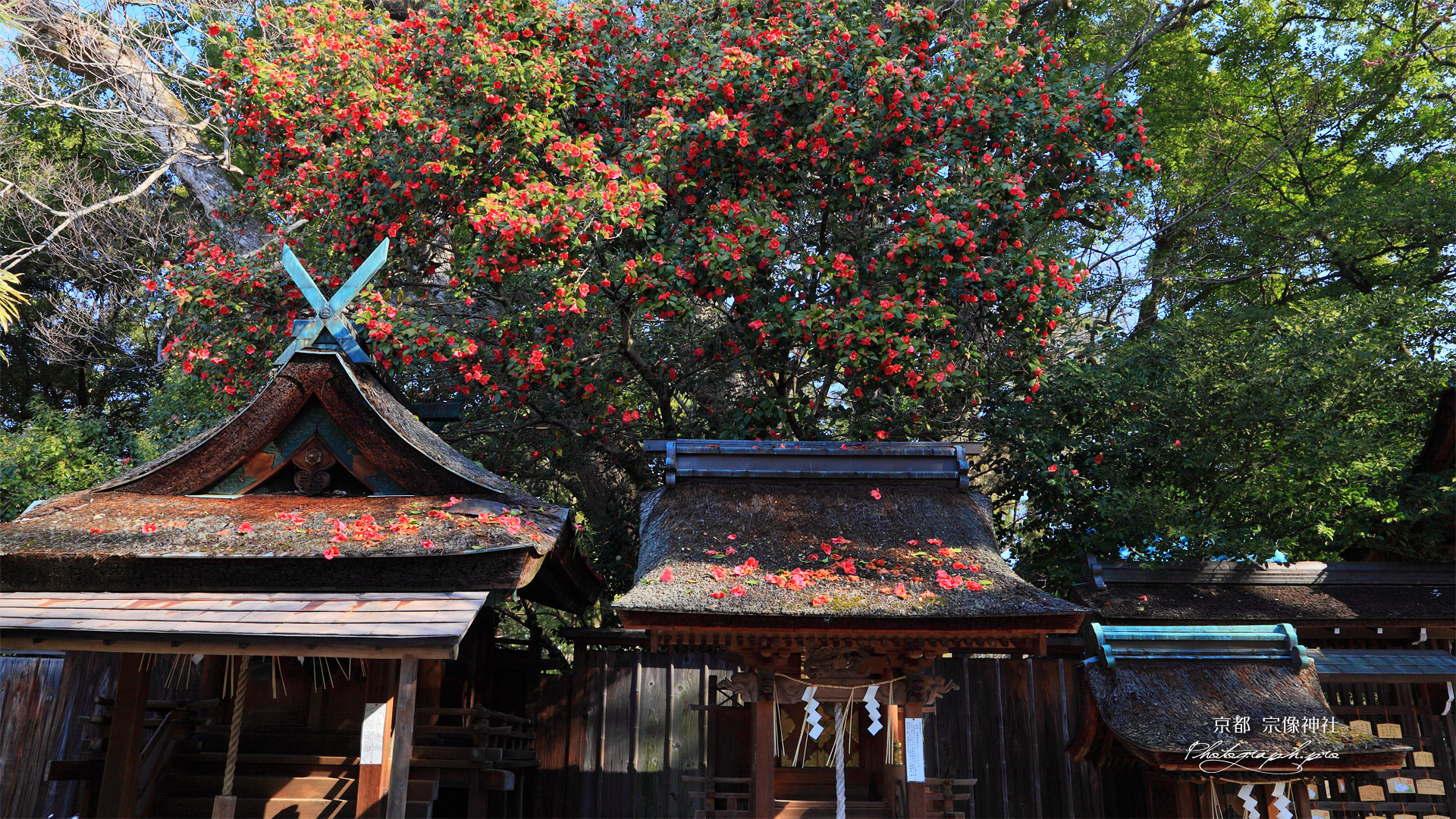 宗像神社 境内社とツバキ