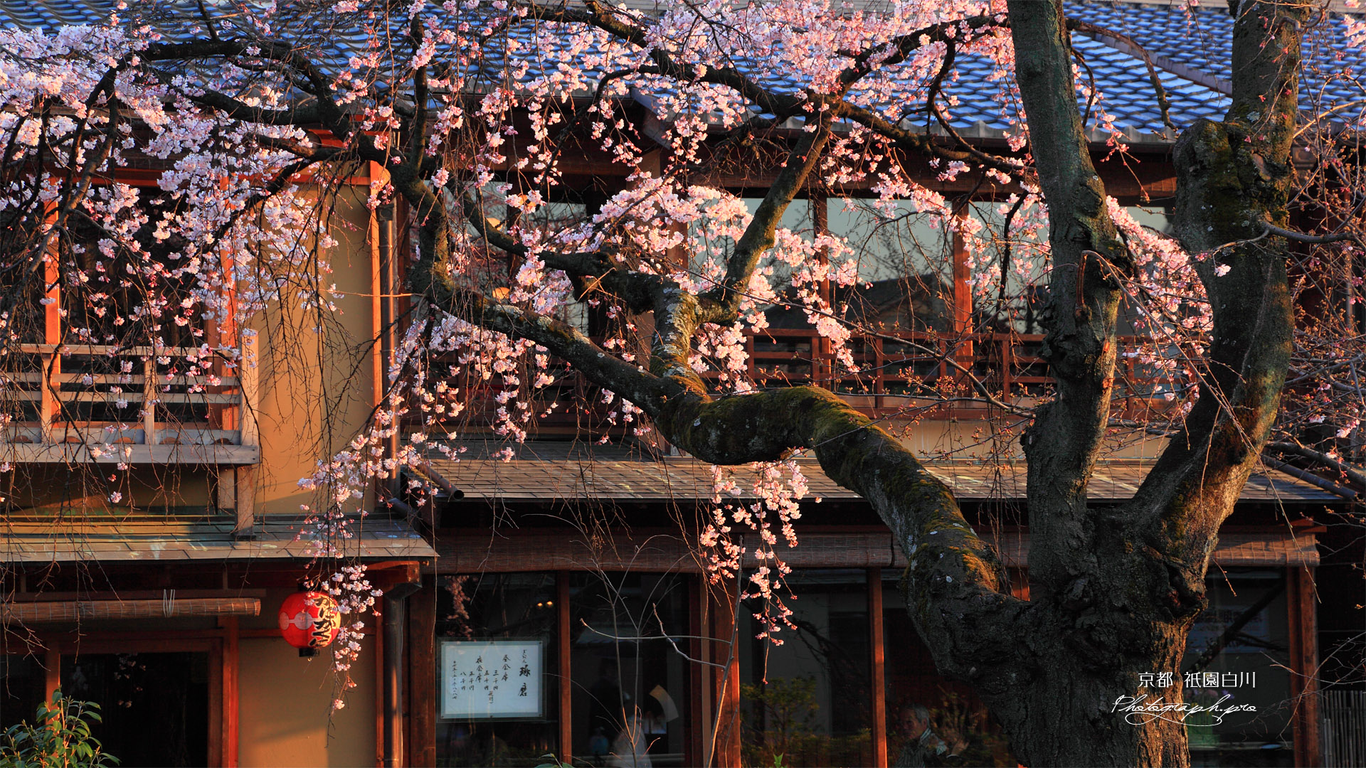 祇園白川のシダレザクラ