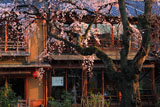 祇園白川のシダレザクラ