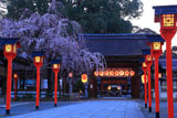 平野神社 魁桜と東神門