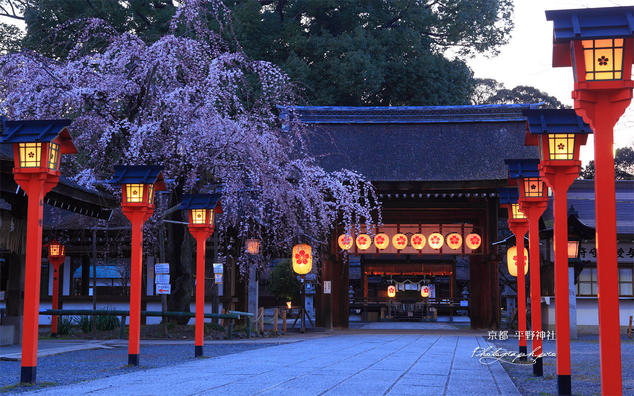 平野神社 魁桜と東神門 の壁紙 1280x800