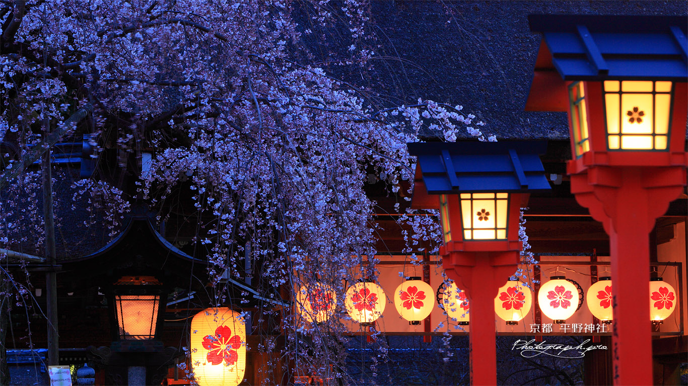 平野神社 宵の魁桜 壁紙