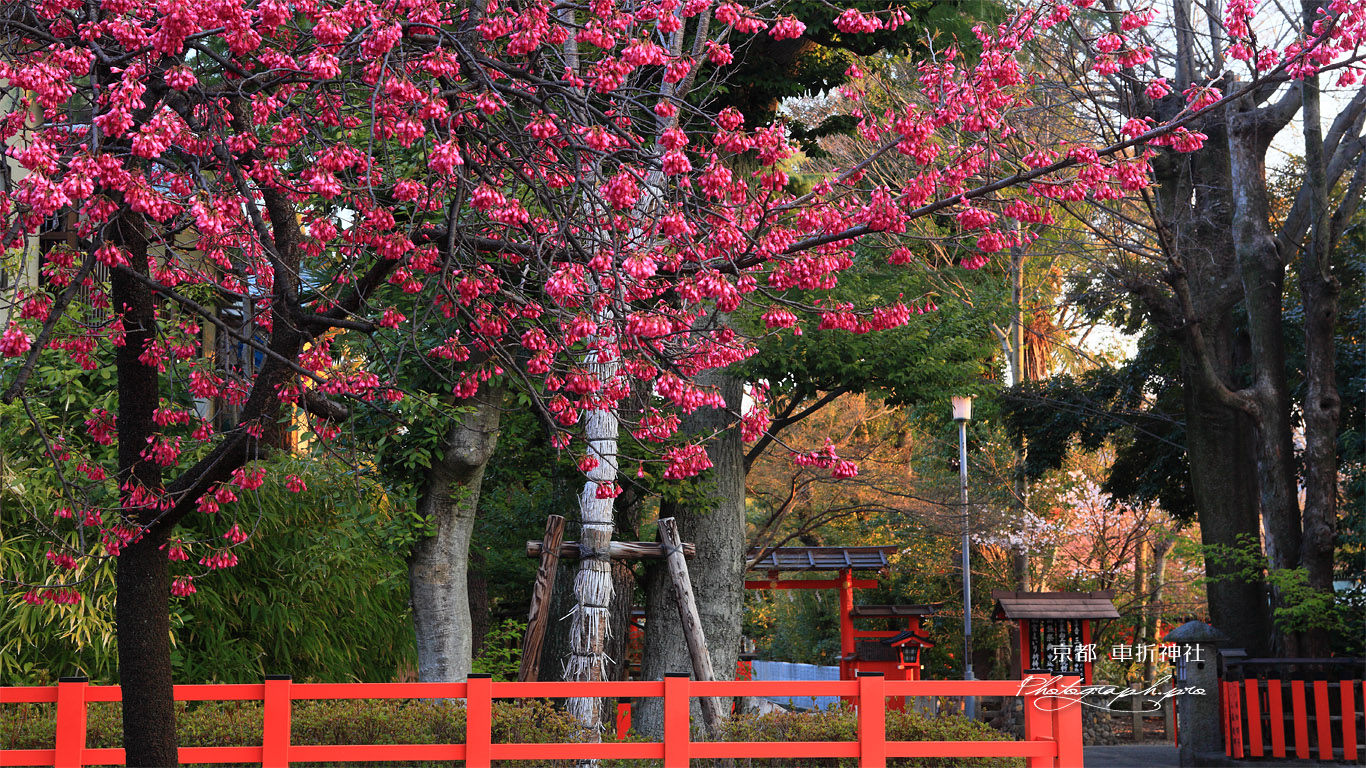 車折神社 寒緋桜 壁紙
