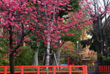 車折神社 寒緋桜