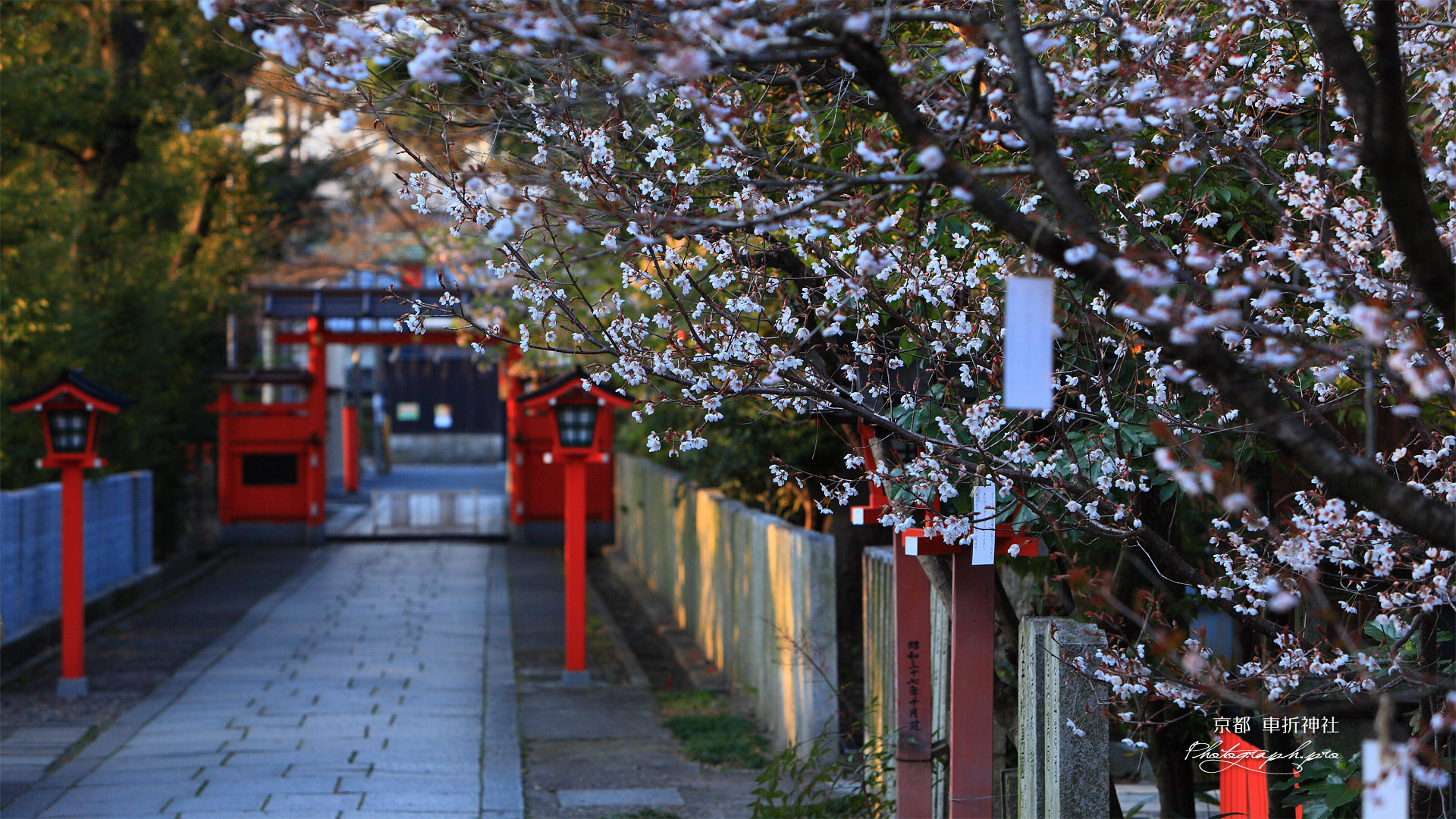 車折神社 表参道の桜 の壁紙 1920x1080