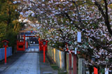 車折神社 表参道の桜