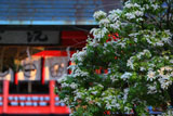 車折神社 馬酔木と中門