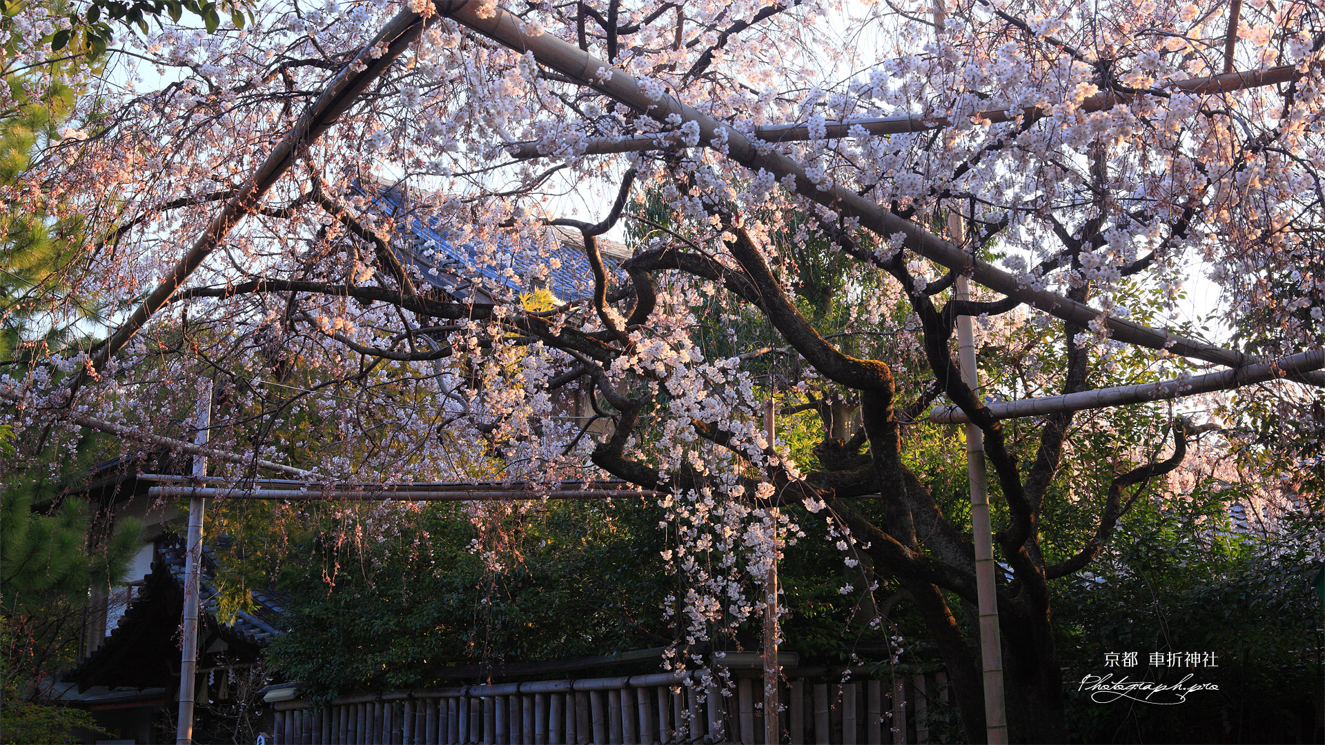 車折神社 溪仙桜と社務所