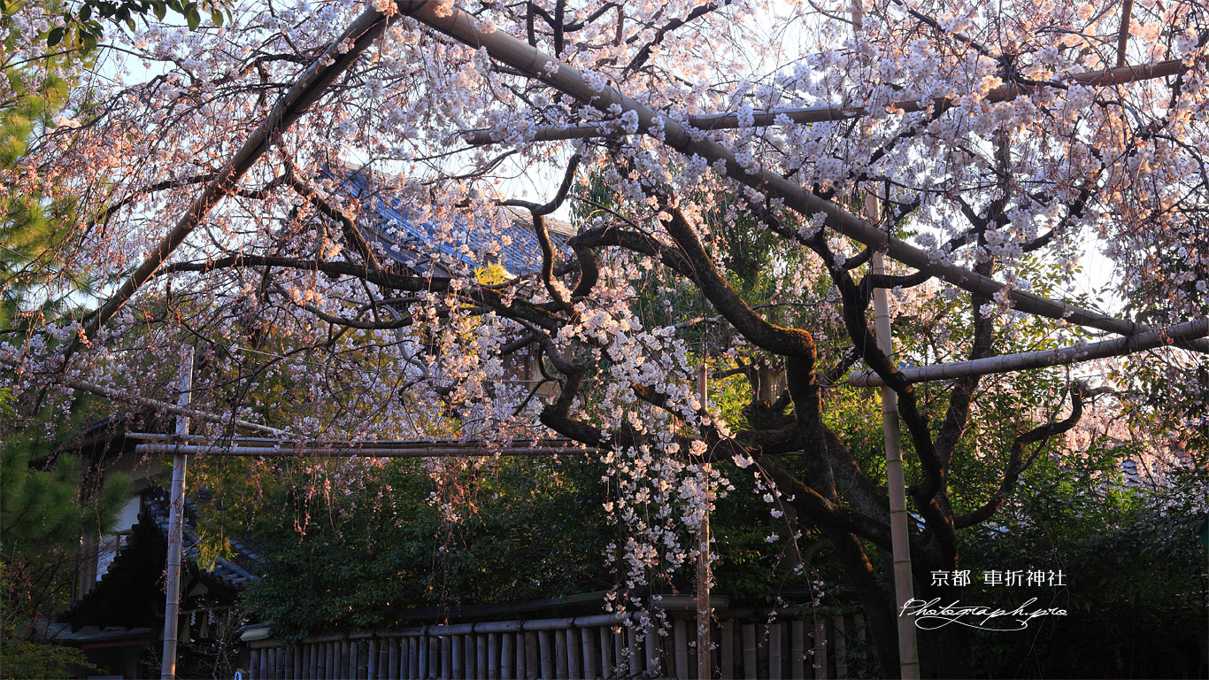 車折神社 溪仙桜と社務所 壁紙