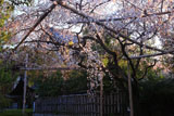 車折神社 溪仙桜と社務所