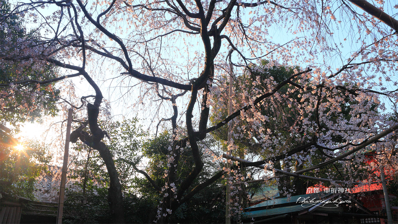 車折神社 朝陽と溪仙桜 壁紙
