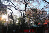 車折神社 朝陽と溪仙桜
