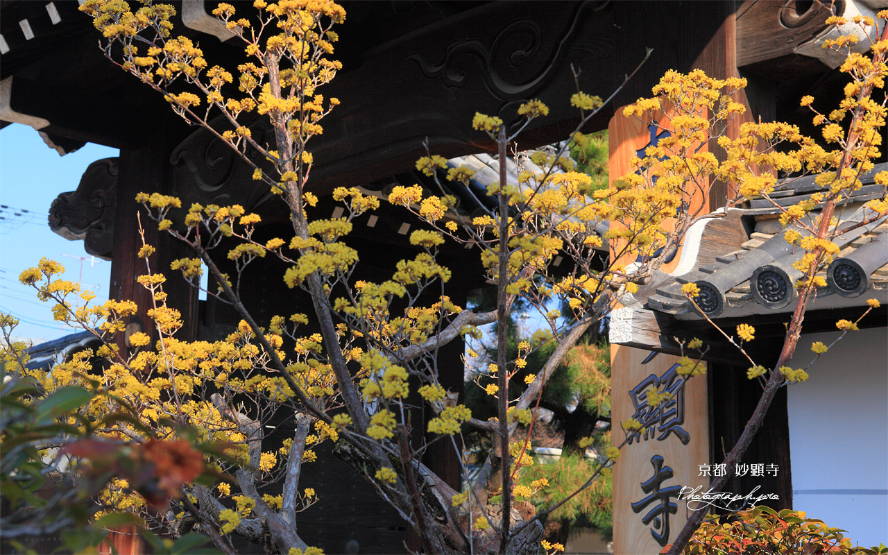 妙顕寺 サンシュユと表門 壁紙