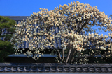 妙覚寺 善明院のハクモクレン