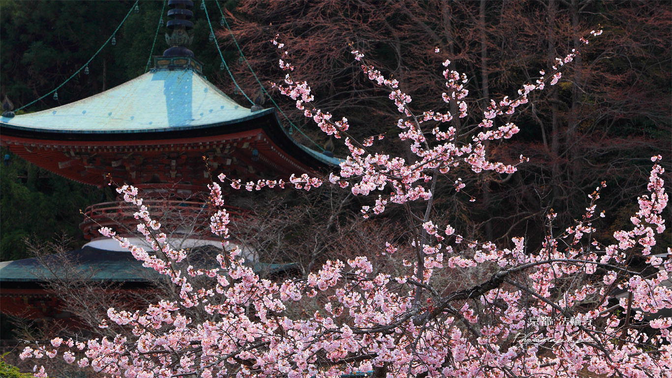 京都法輪寺 ヒガンザクラと多宝塔 壁紙