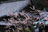 京都法輪寺 ウメと本堂