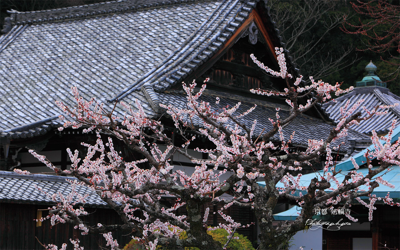 京都法輪寺 ウメと本堂 壁紙