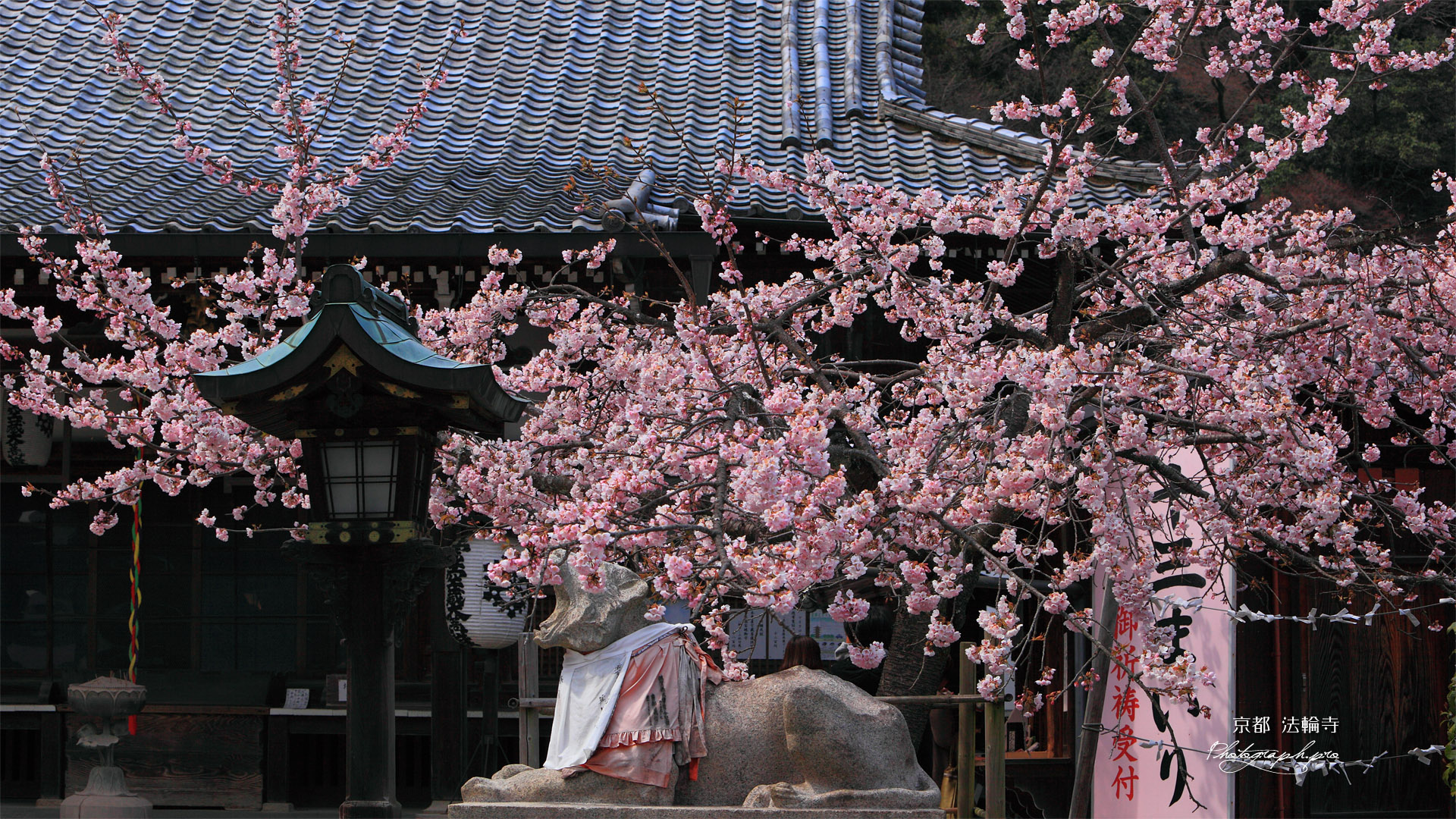 京都法輪寺 ヒガンザクラと狛虎