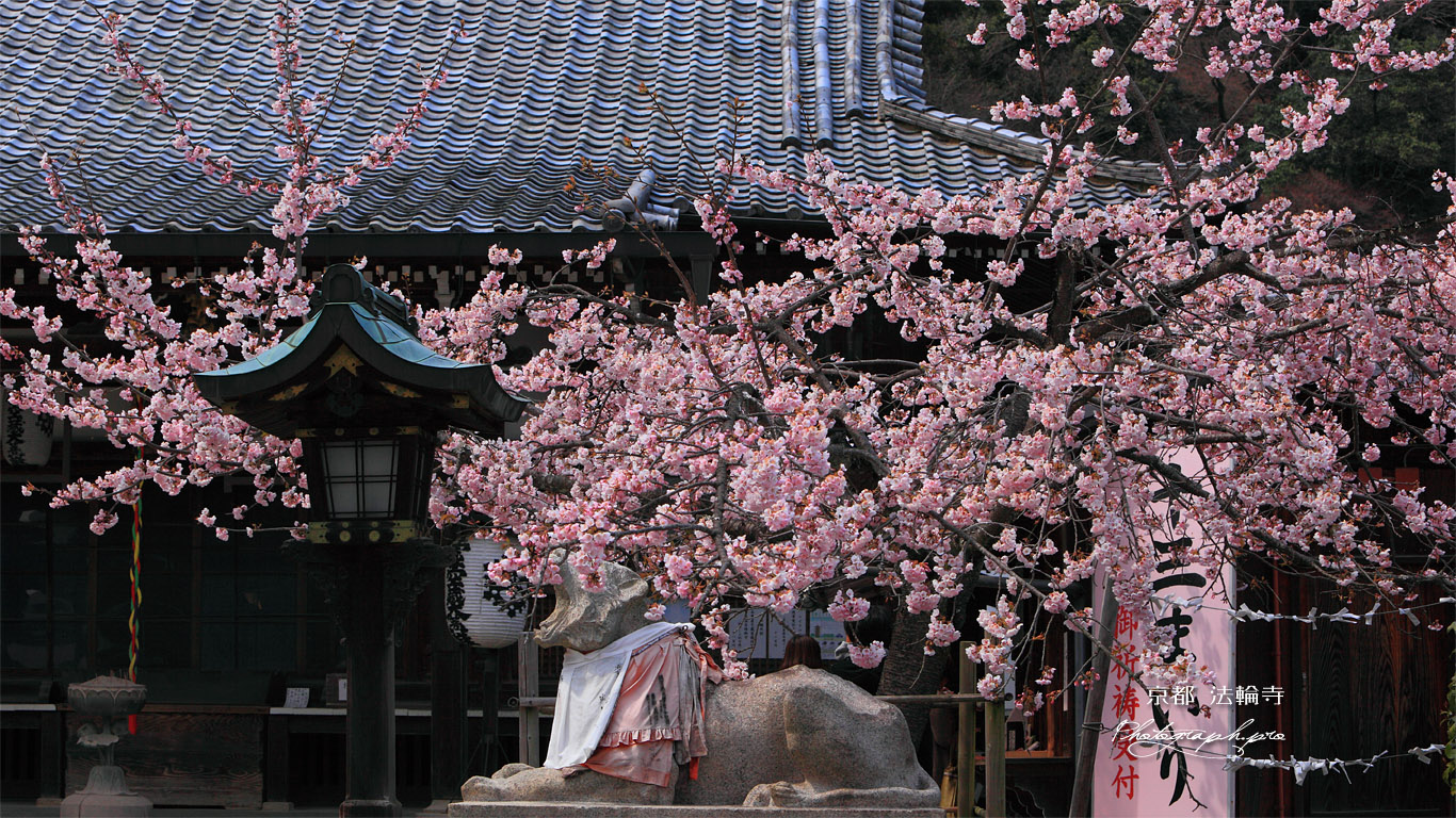 京都法輪寺 ヒガンザクラと狛虎 壁紙