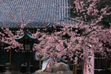 京都法輪寺 ヒガンザクラと狛虎