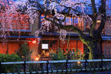 祇園白川宵桜ライトアップ