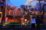 祇園白川 夜桜とカップル