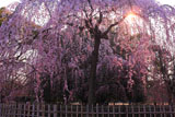 京都御苑の出水の糸桜