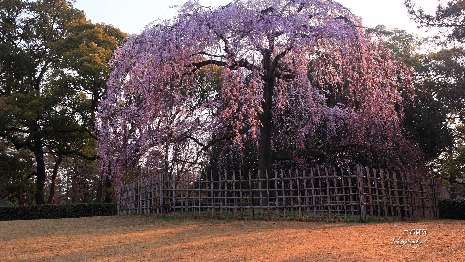 京都御苑の出水の枝垂れ桜