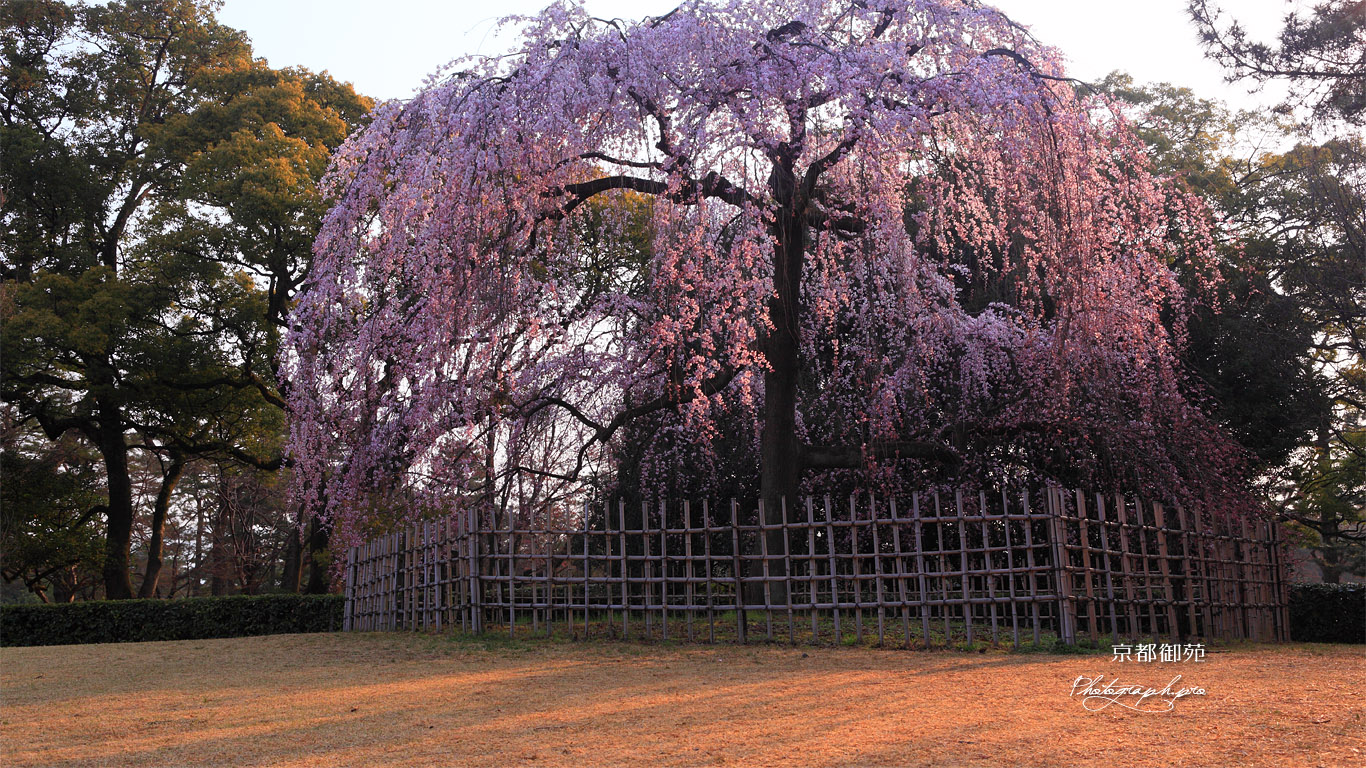 京都御苑の出水の枝垂れ桜 壁紙