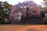 京都御苑の出水の枝垂れ桜