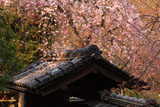 京都岩屋寺 山門とシダレザクラ